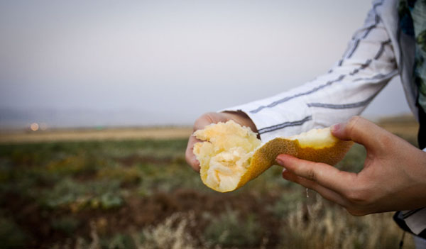 A fresh cantaloupe is split open to share, to break the Ramadan fast.