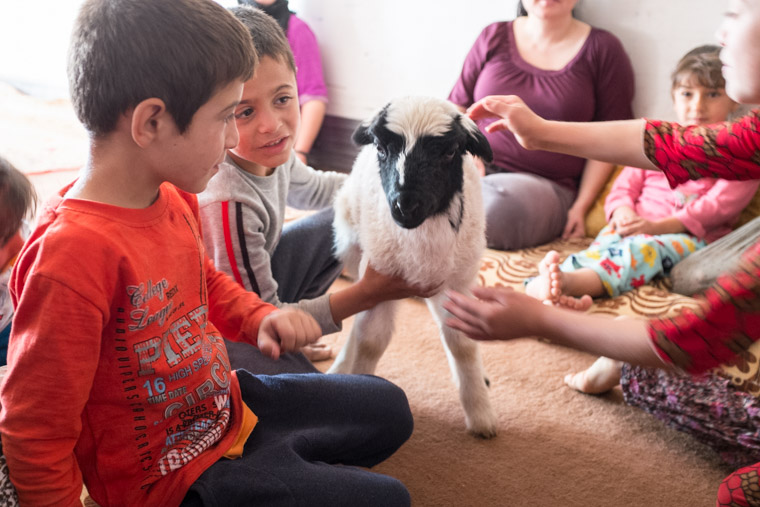 The young kids couldn't wait for use to see the new baby lamb, so they brought the lamb to us inside!